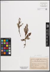 Foto von Salix aurita L. x Salix cinerea L. x Salix repens L.